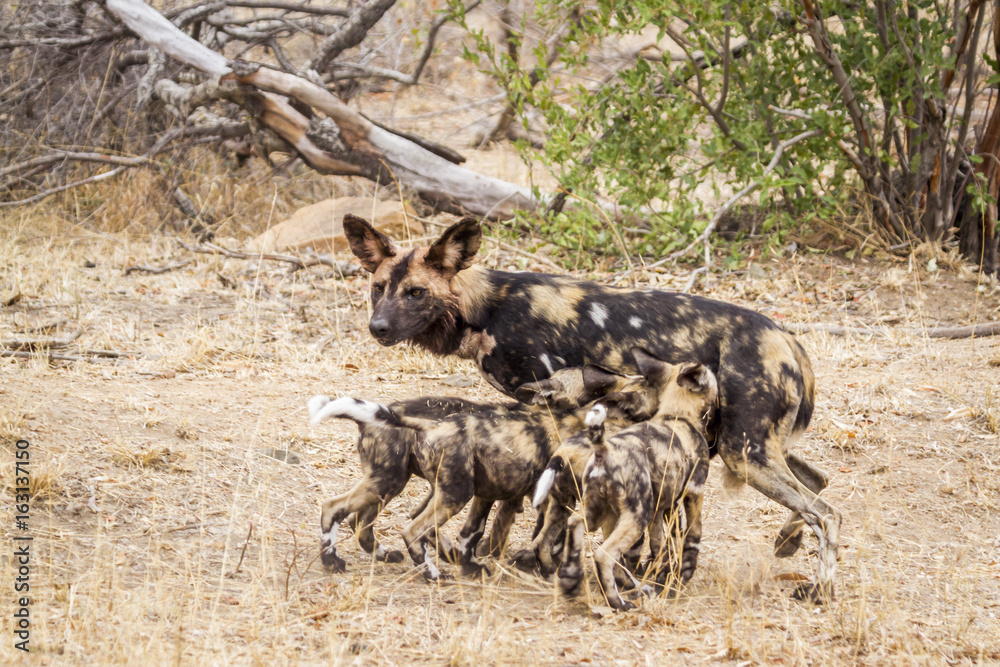 African wild dog in Kruger National park, South Africa African wild dog in Kruger National park, South Africa