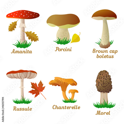 Mushroom single object