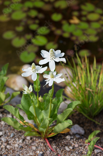 Anemopsis californica