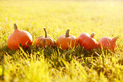Heirloom little squashes