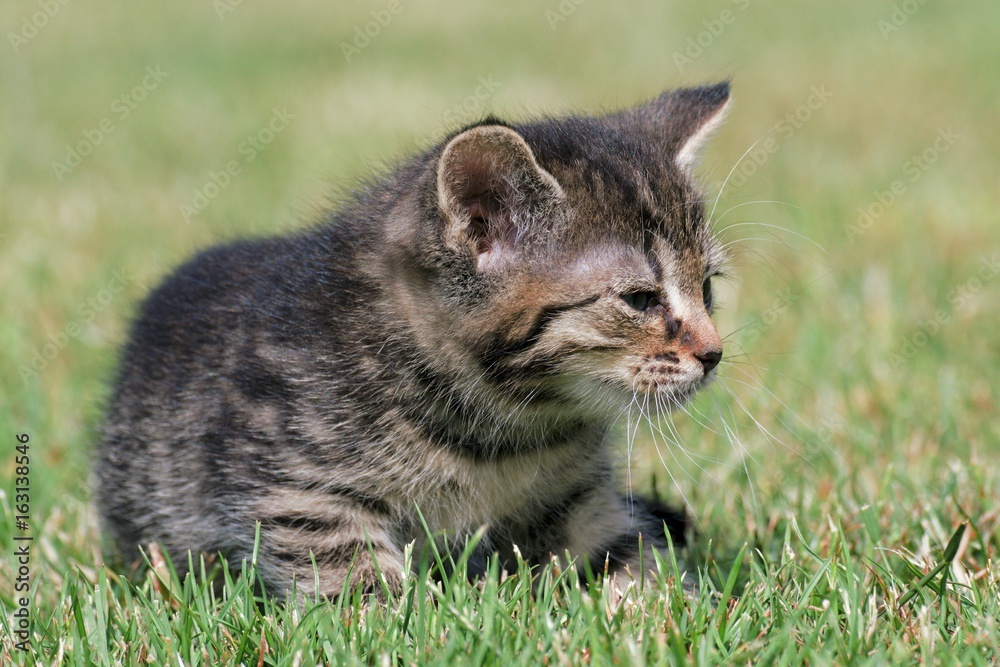 Little kittens play in the grass