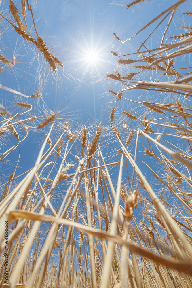 Wheat ears Wheat ears