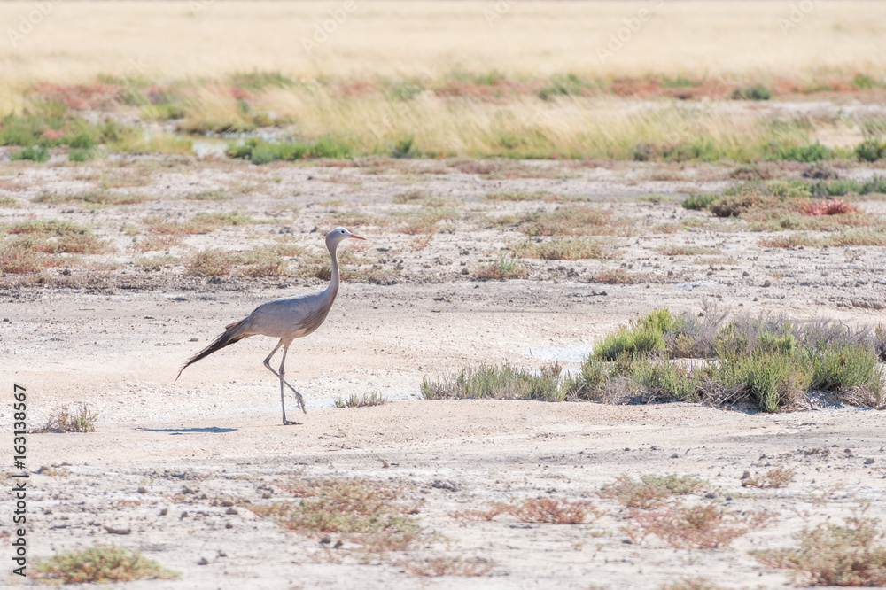 Blue crane Blue crane