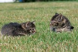Little kittens play in the grass