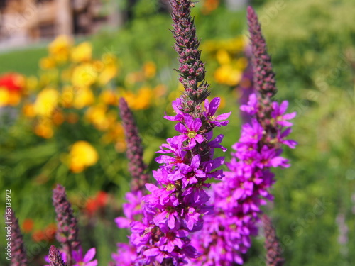 Lythrum salicaria - purple loosestrife 
