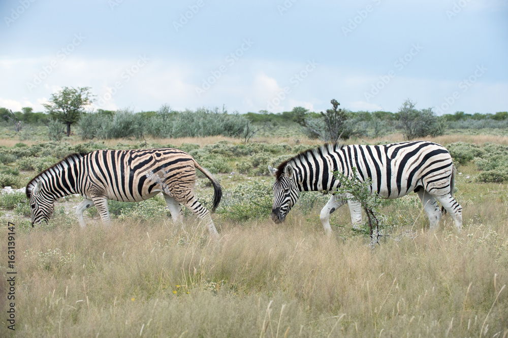 Obraz premium Burchell's (Plain's) zebra