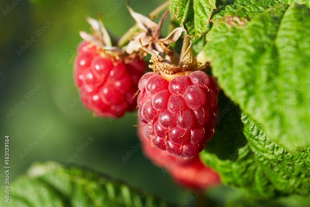 Close up of ripe red raspberries on branch Close up of ripe red raspberries on branch