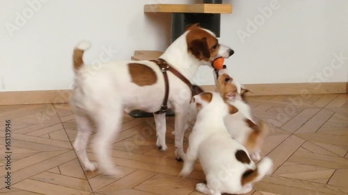 Adult mom dog play with a puppies indoor