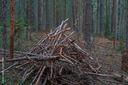Huge pile of dry brushwood on the ground in the dark pine forest in dusk.
