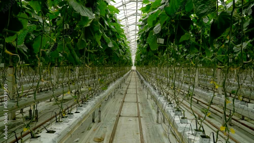 Growing cucumbers in the greenhouse by method of drip irrigation. Smooth camera movement. Growing cucumbers in the greenhouse by method of drip irrigation. Smooth camera movement.