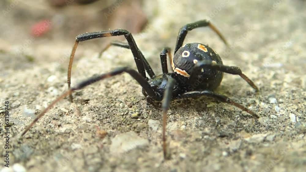 Young black widow spider waiting and running out of the frame 