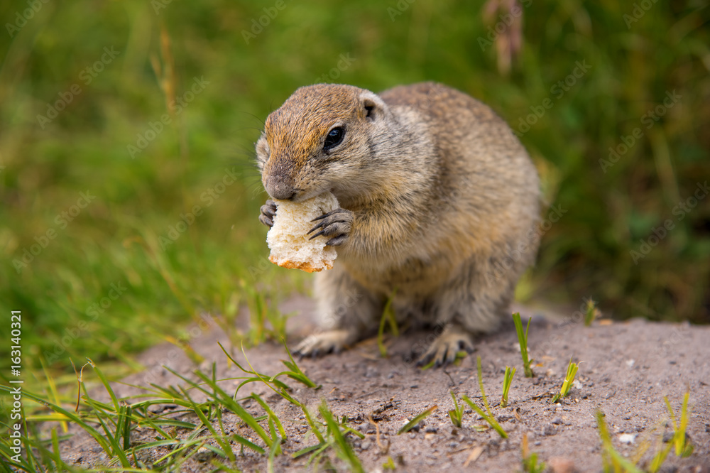 Ground Squirrel on the nature Ground Squirrel on the nature
