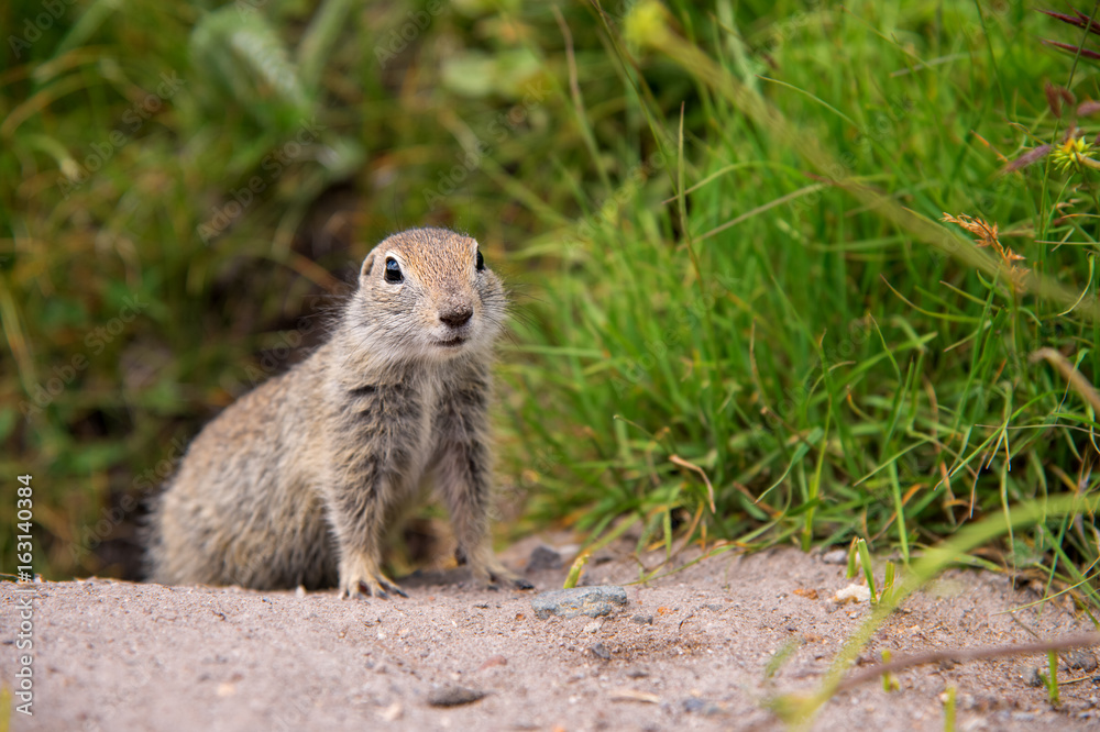 Naklejka premium European ground squirrel