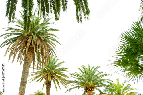 Palm Tree Crowns on Bright Sky Background. Summer Vacation Concept.