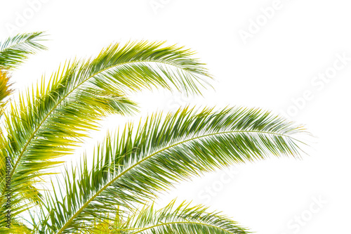 Palm Tree Leafs on Bright Sky Background. Summer Vacation Concept.
