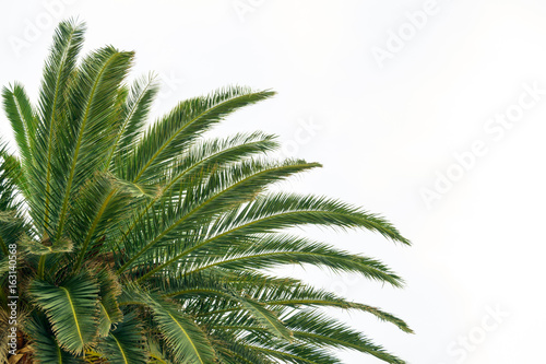 Palm Tree Crown on Bright Sky Background. Summer Vacation Concept.