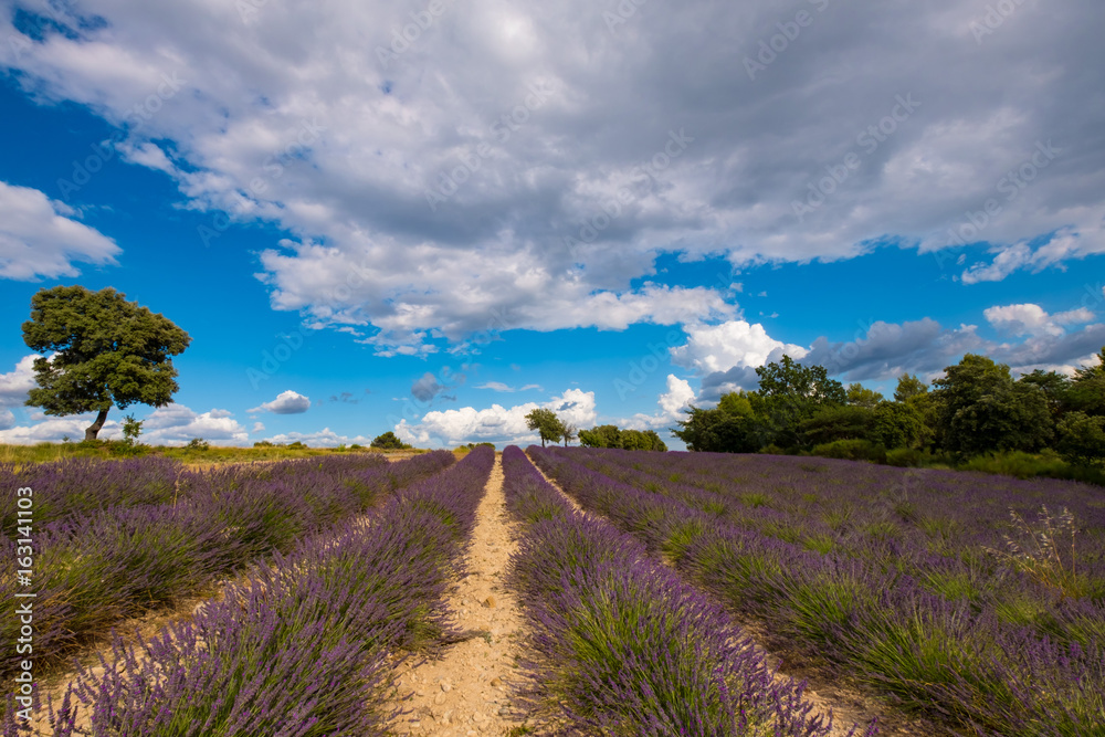 Champ de lavande en Provence, France, ciel bleu avec des nuages.