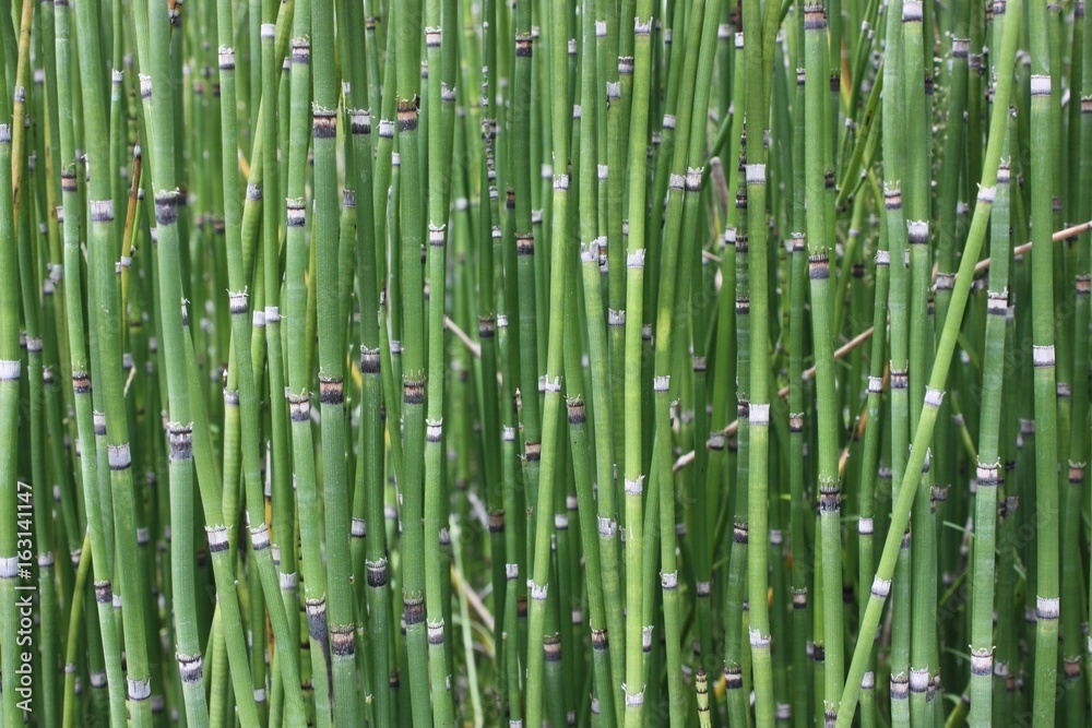 horsertail grass is look like bamboo and can use for decoration horsertail grass is look like bamboo and can use for decoration