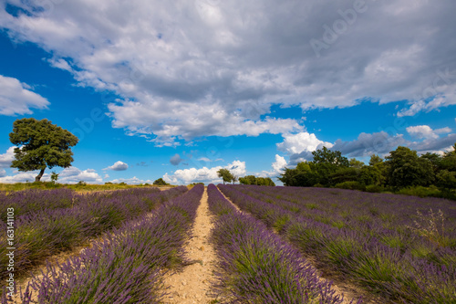 Champ de lavande en Provence  France  ciel bleu avec des nuages.