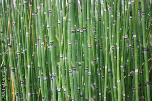 horsertail grass is look like bamboo and can use for decoration