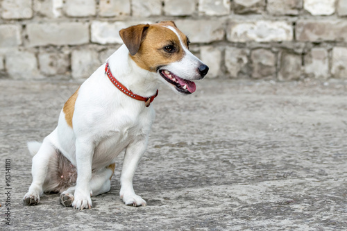 A sitting small dog Jack Russell Terrier. Gray ruined brick wall background