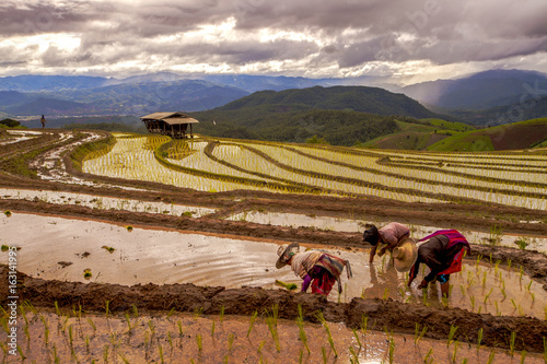 Foto Rice farmers transplant in the paddy field on rice field terraced in north Thailand, Mae jam, Chiang Mai, Thailand