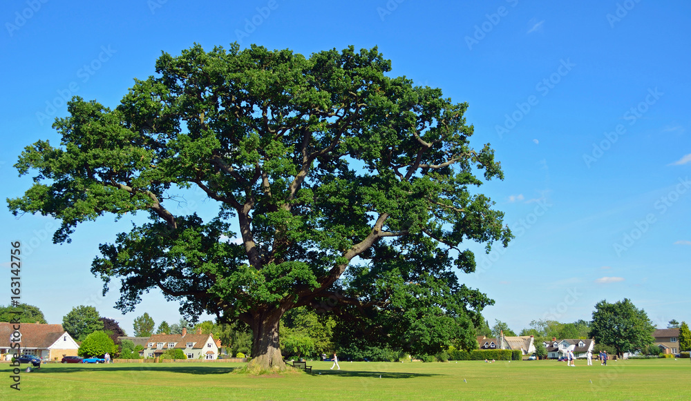Large Oak Tree within the cricket  boundary  on Ickwell Green Bedfordshire England