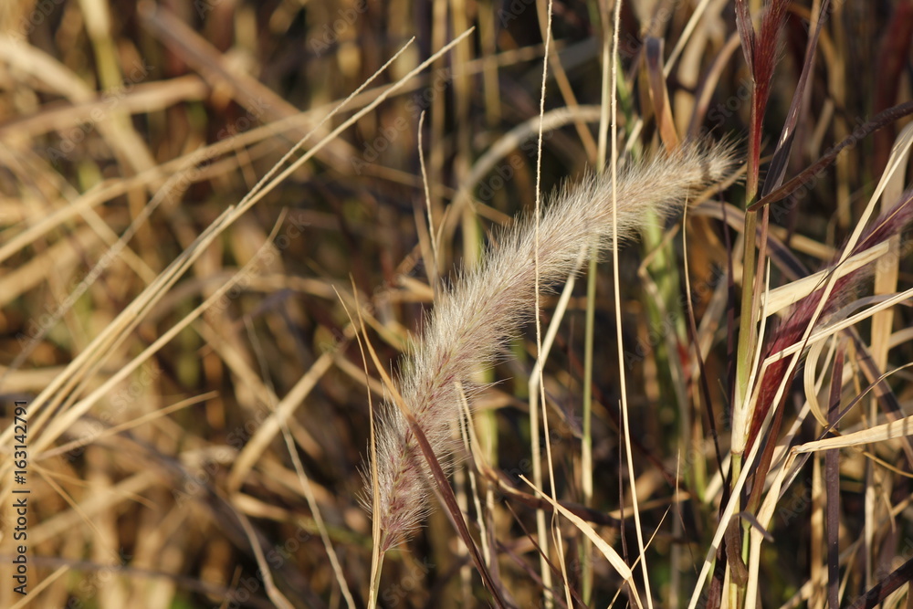 grass grass