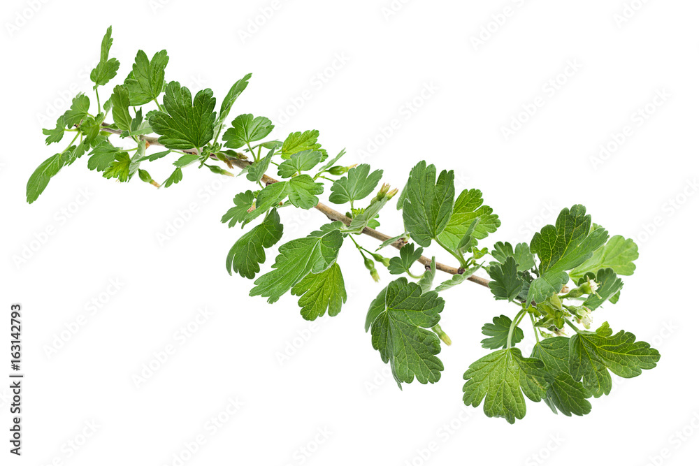 Young gooseberry leaf Young gooseberry leaf