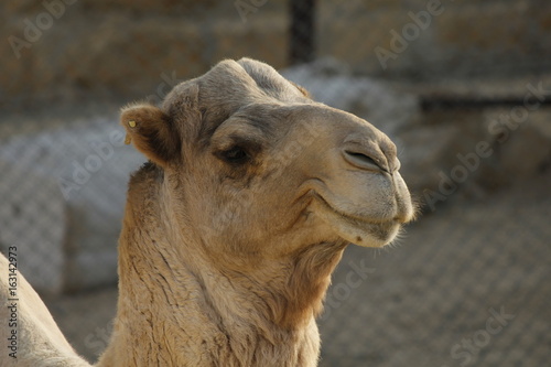 camel © Mohammed