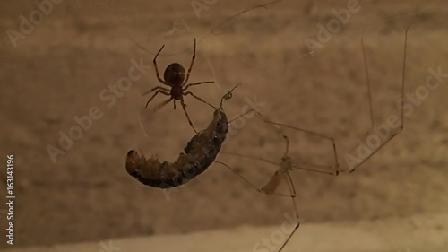 Cob web spider and skull spider with thier prey  photo