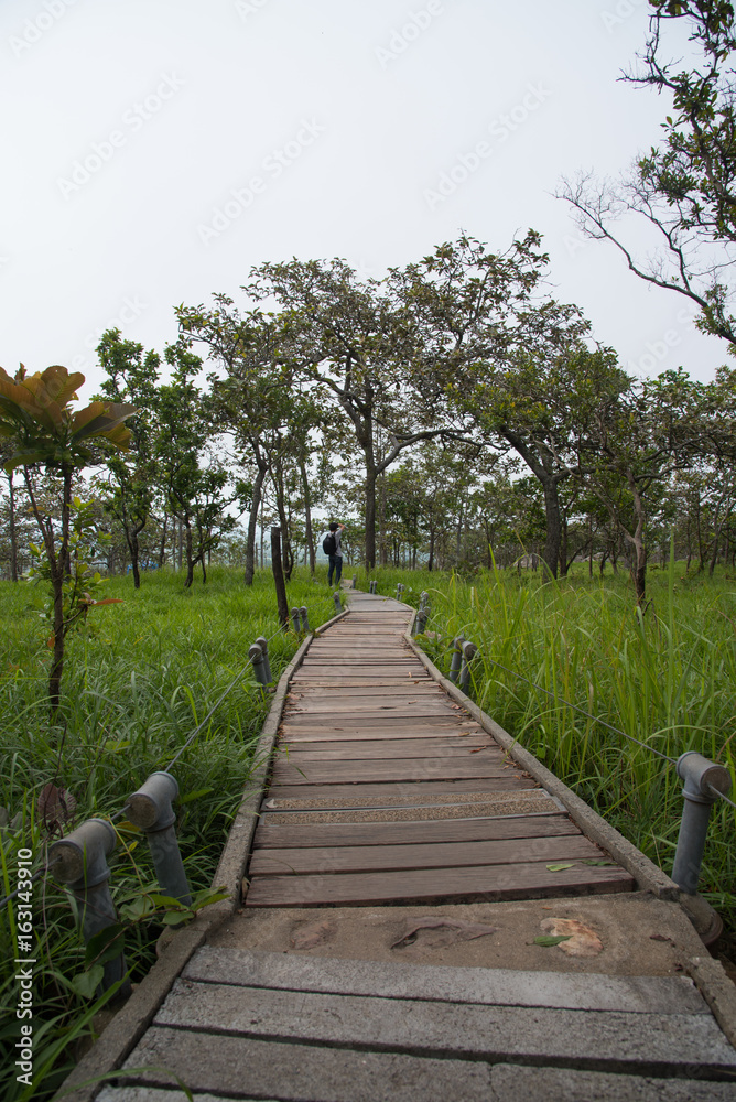 Walkway path to meadow in forest
