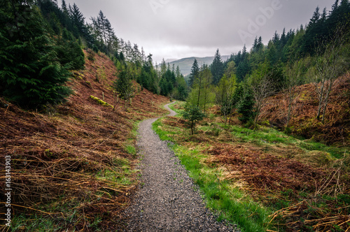Path through Whinlatter Forest