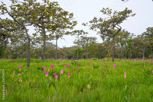 Curcuma sessilis flowers fields on a hill, Asian tropical savanna forest in Thailand. photo