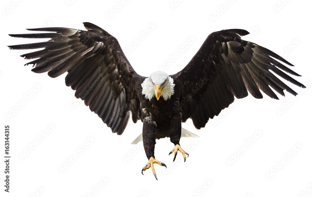 Obraz premium Bielik latający z amerykańską flagą