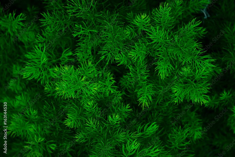 Green leaf background pattern