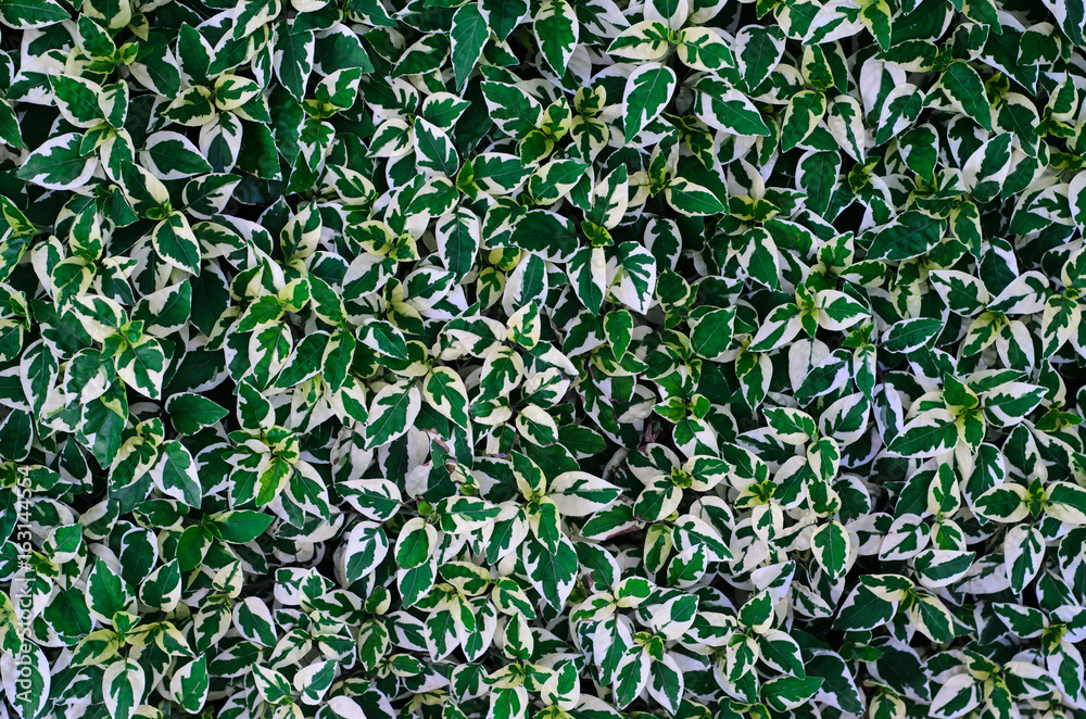 Fototapeta premium white and Green leaf for background