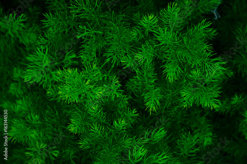 Green leaf background pattern