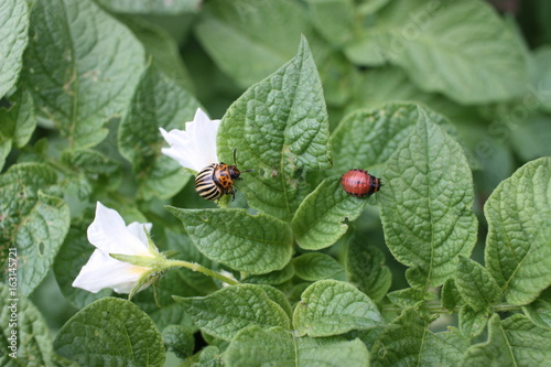 Larva and adult Colorado potato beetle (Leptinotarsa decemlineata) on potato leaves