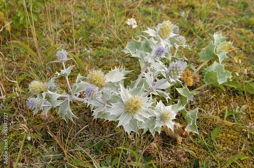 stranddistel auf samsö in dänemark photo