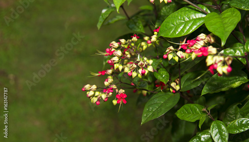 Glory Bower photo