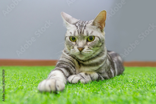 Fotografija lovely american shorthair on green artificial grass
