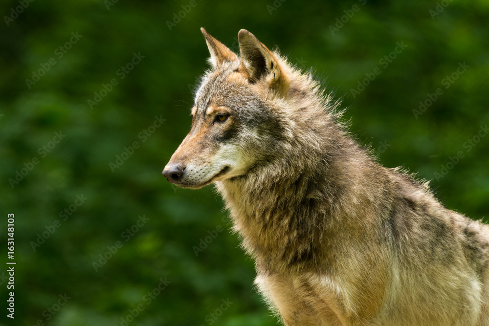 Grey Wolf (Canis lupus) Grey Wolf (Canis lupus)