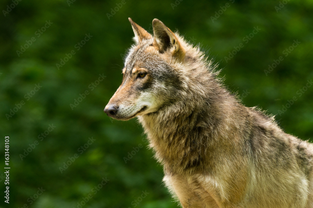 Grey Wolf (Canis lupus) 