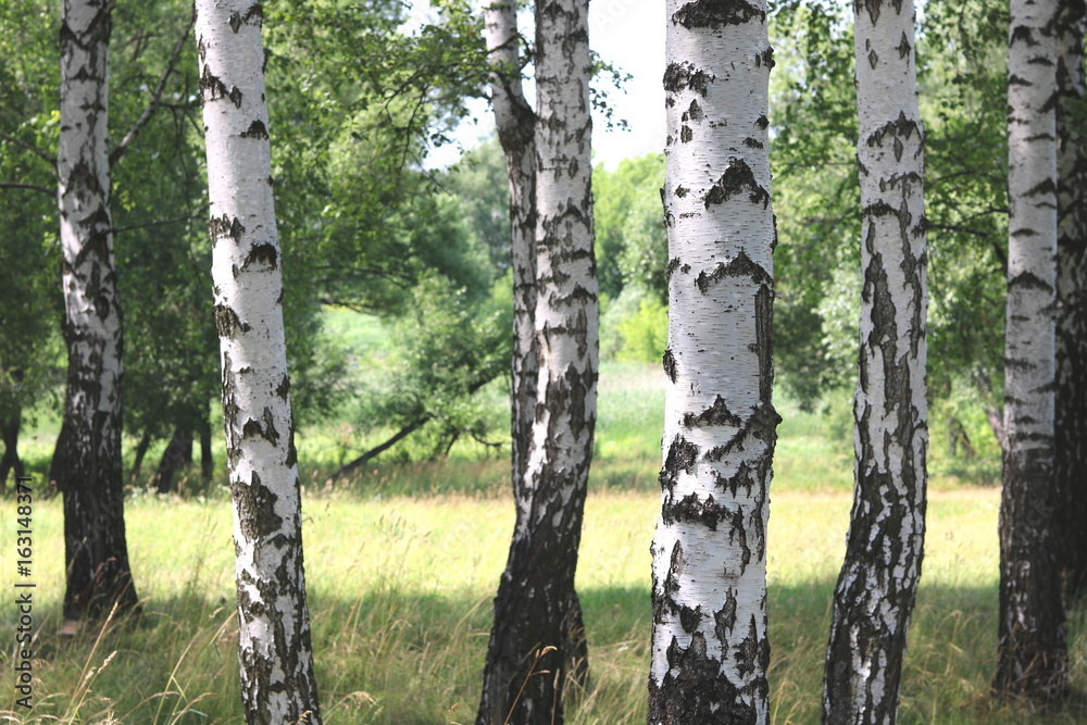 Obraz premium Beautiful white birches in summer in birch grove