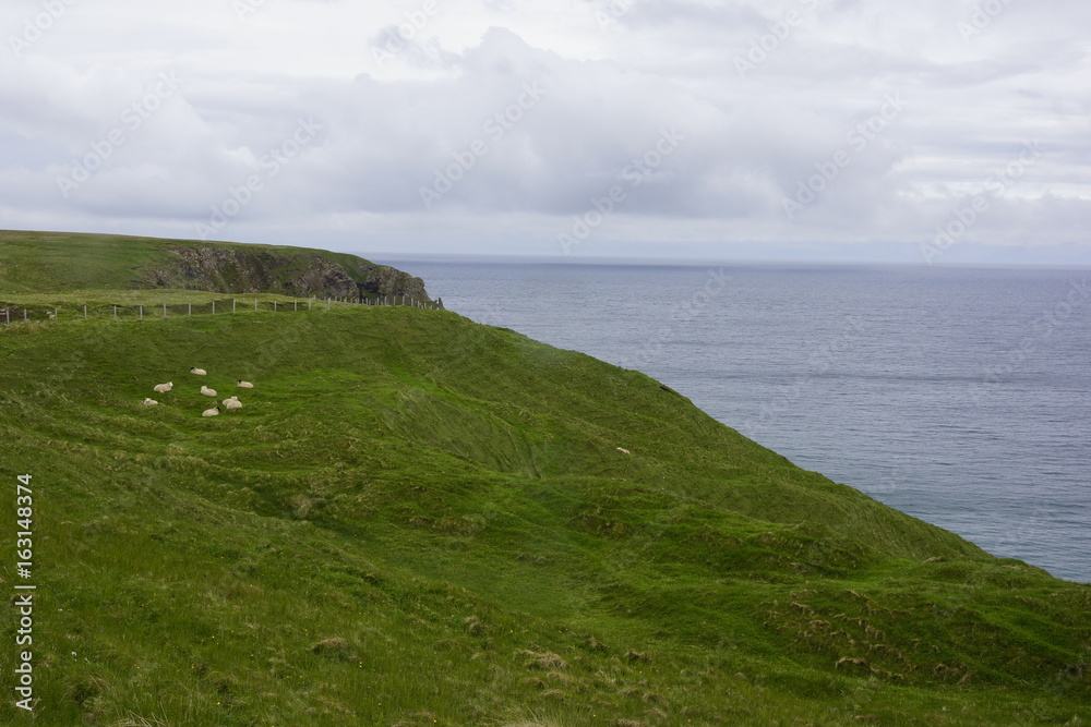 Schafweide an Schottischer Steilküste