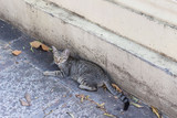 ストリート・ネコ・猫
