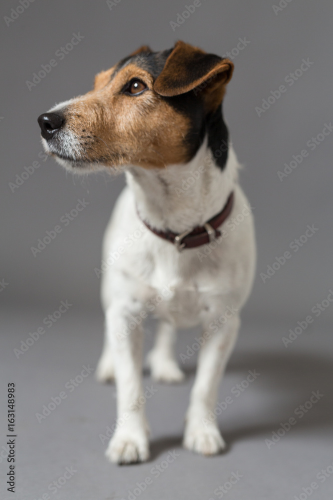 jack russell