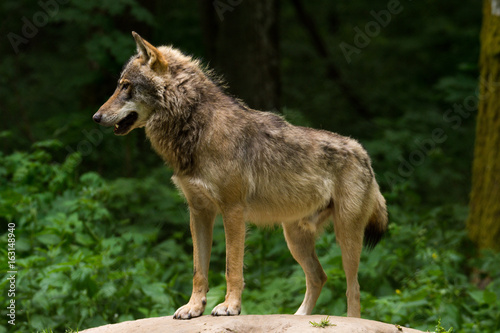 Grey Wolf  Canis lupus  