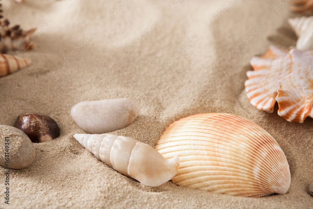 Sea beach sand and seashells background, natural seashore